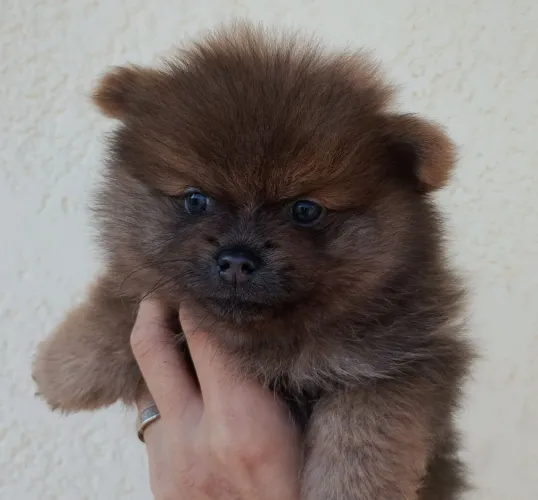 Spiz Alemão/Lulu da Pomerânia