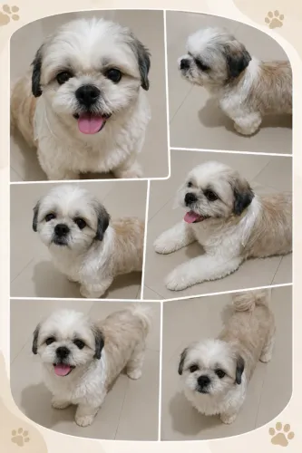 Cachorro Shitzu