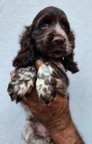 Machos e Fêmeas de Cocker Com Pedigree!!