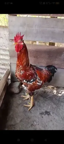 Galo GSB