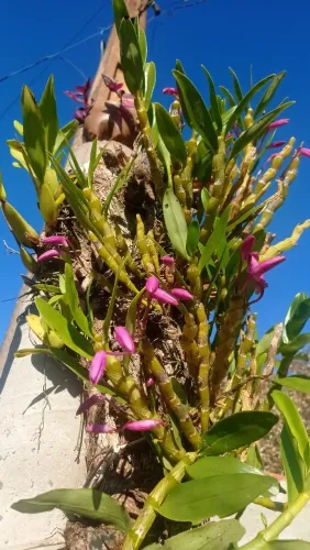 Vendo orquídeas