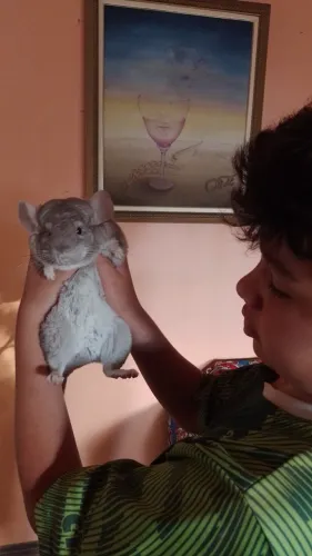 Chinchilla