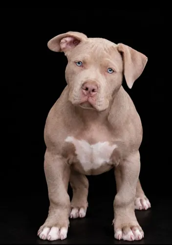 Filhote American Bully XL / Brazilian Bull / Pit Monster 