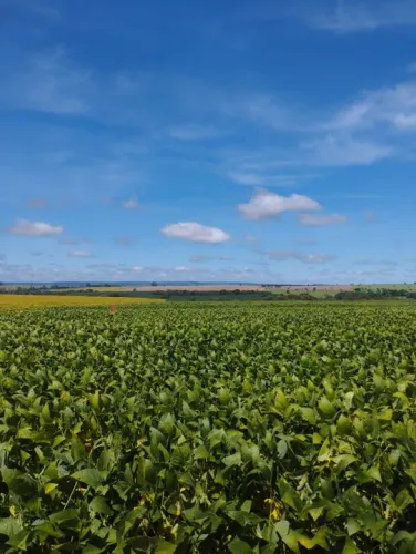 Fazenda de 350 alq em Goiás, caldas novas, argila 35% R$:122.500.000