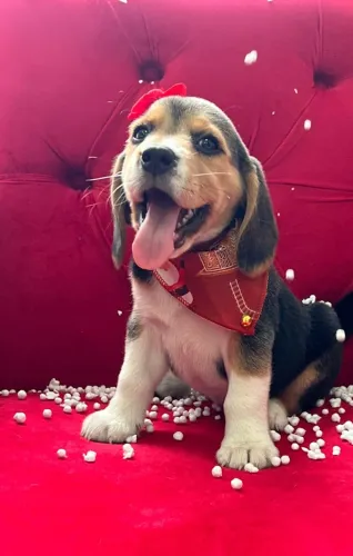 FILHOTE DE BEAGLE TRICOLOR