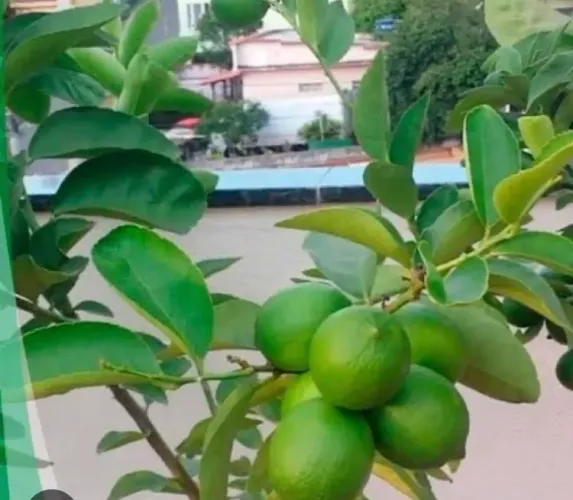 Muda de Limão Taiti Enxertada - Frutifica Rápido!