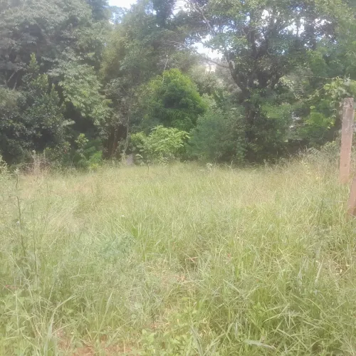 Terreno com área verde em local tranquilo