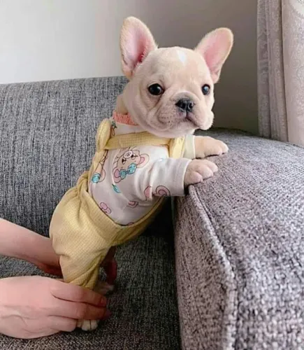 Filhotes Bulldog Francês - Elegantes e Muito Amorosos