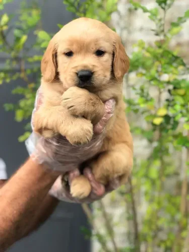 Golden retriever Fêmea com 57 dia garantia de saúde em contrato vacinada e com pedigree