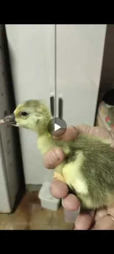 Vendo filhote de ganso