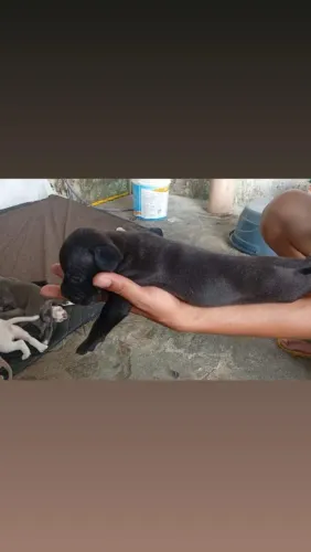 Vende-se Pitt Monsters 750