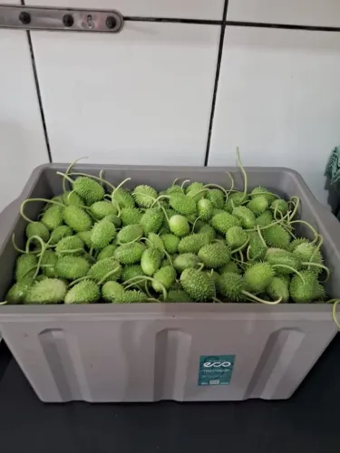 Maxixe caixa com 12 kg