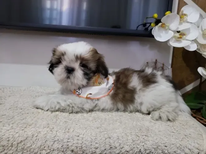 Shihtzu O pelo Longo Queridinho de todo mundo - Filhotes Disponiveis