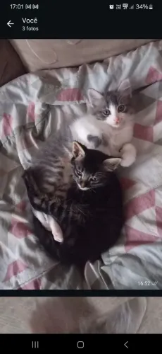 Doaçe 2 gatinhas