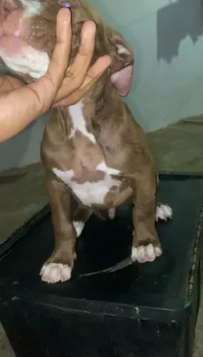Filhote de Pitbull