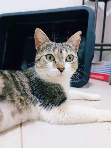 Gata adulta fêmea castrada ADOÇÃO RESPONSÁVEL