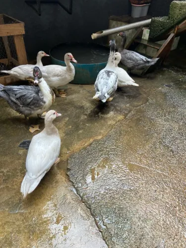 Patos a venda 