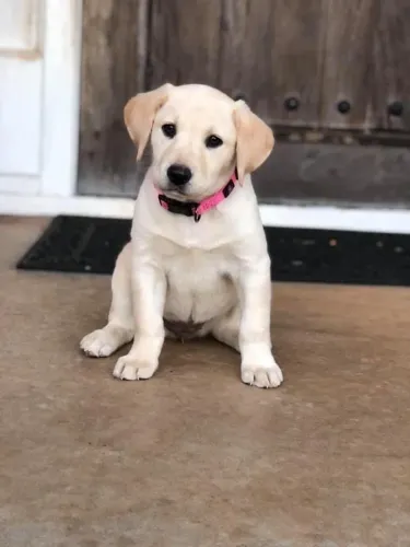 Filhotes De Labrador - Seu Novo Cãopanheiro Está Esperando