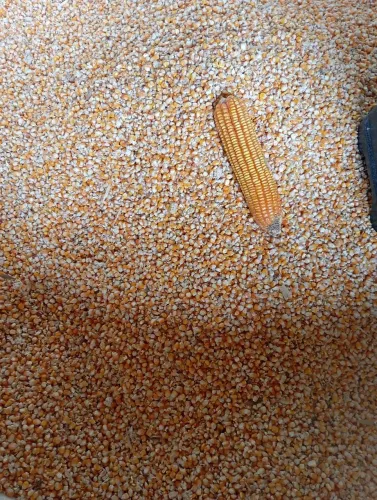 Milho seco 