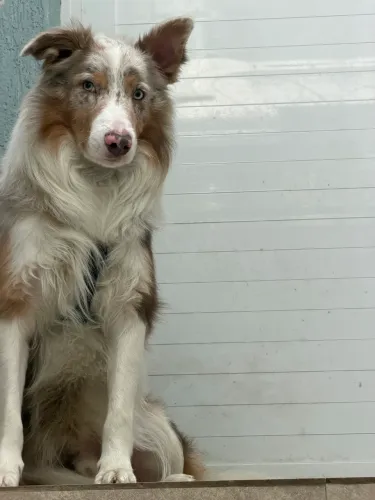Doa se Border Collie (raça pura) 