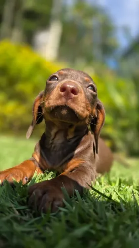 Dachshund salsichinhas Chocolates [Machos]