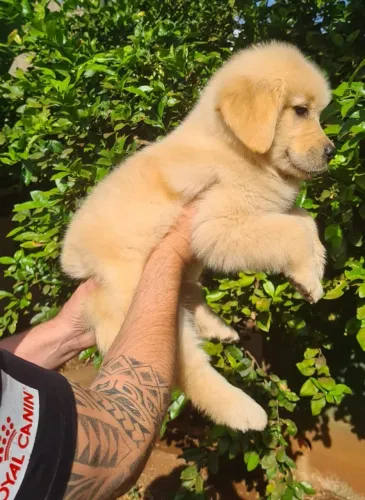 Golden Retriever filhotes - Campinas