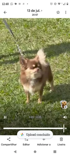 chuhuahua