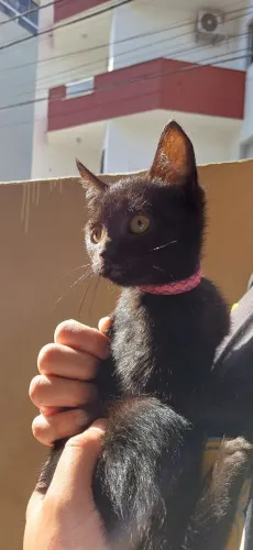 Doação Responsável - Gata fêmea, filhote, pelagem preta