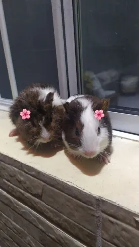 Porquinhas da índia filhotes