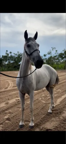 Cavalo Mangalarga x Quarto de Milha - 8 Anos, Manso de Sela
