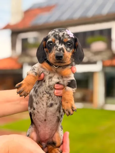 Dachshund Linguicinha Fêmea