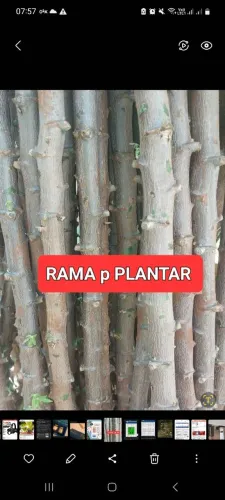 MANDIOCA AMARELA ( RAMA)