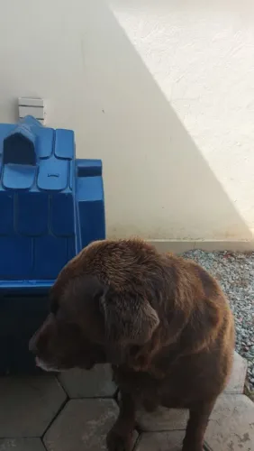 Doação Cachorro Labrador Adulto Puro