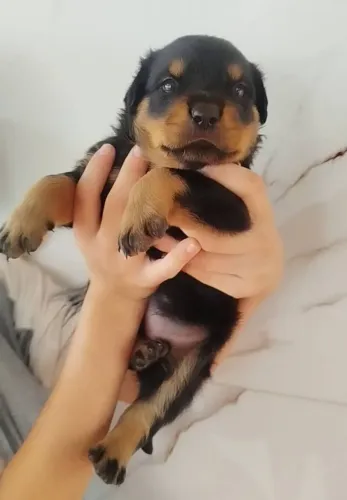 Rottweiler Fêmea 