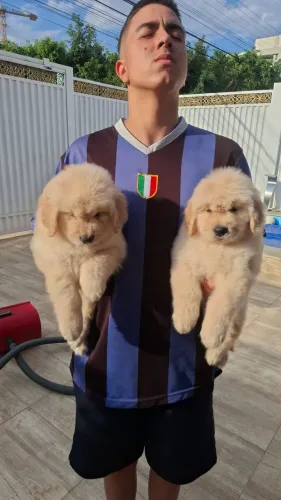 Lindos filhotes de Golden retriever