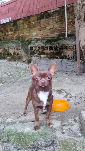 Chihuahua macho chocolate 