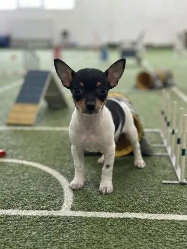 Pinscher Macho de Destaque