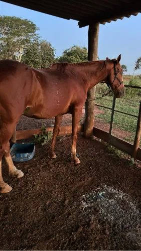 Vendo cavalo mangalarga marchador 