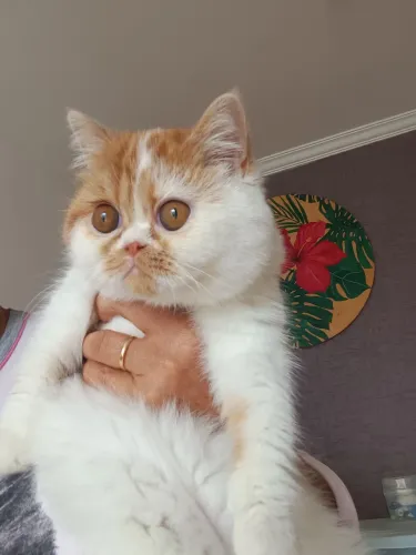 Filhotes de gato exótica