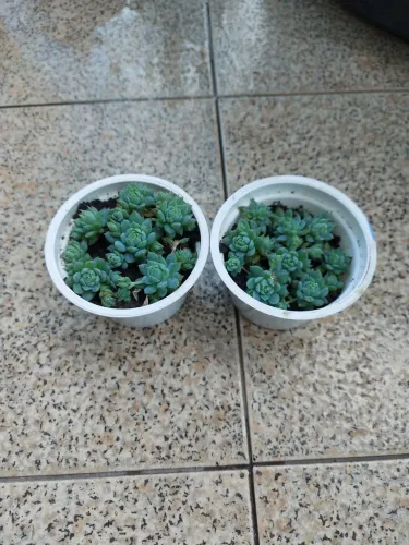 Kit com 2 Plantas Suculentas