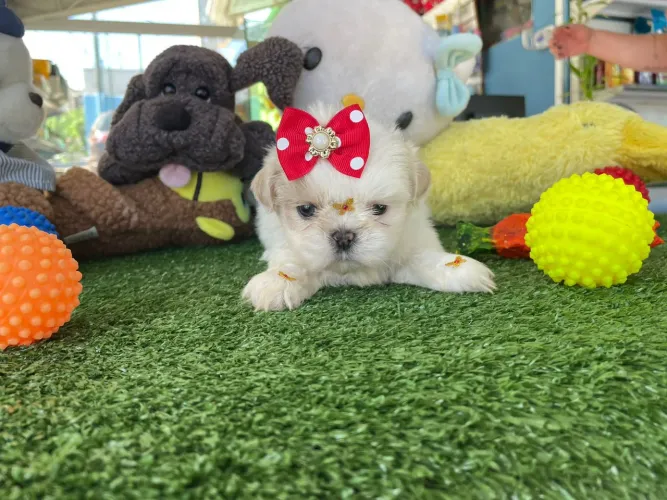 Filhote de shihtzu fêmea branca a pronta entrega 
