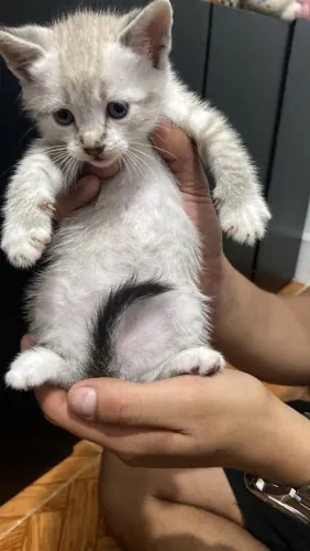 Doa-se um gatinho lindo macho com um mes e meio.