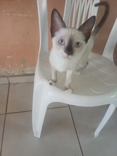 Doa se gatinha