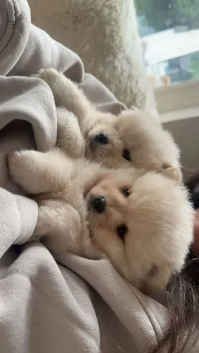 Lulu da Pomerânia fofo