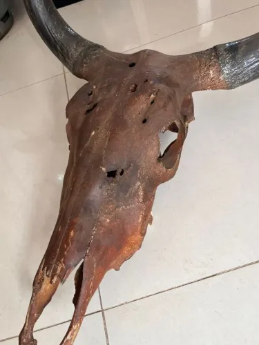 Decoração Rústica cabeça de boi ?