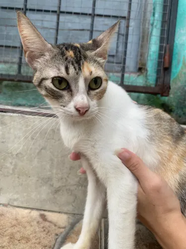 Gato para adoção 