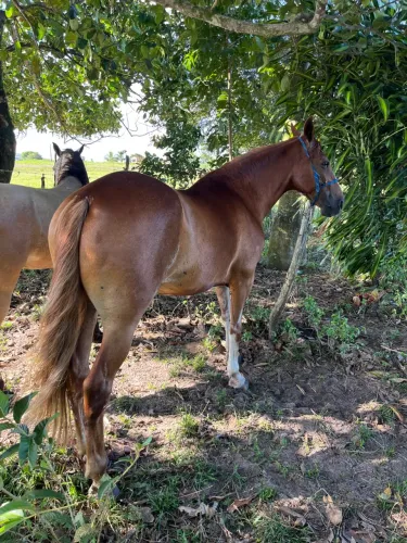 Cavalo mangalarga puro 