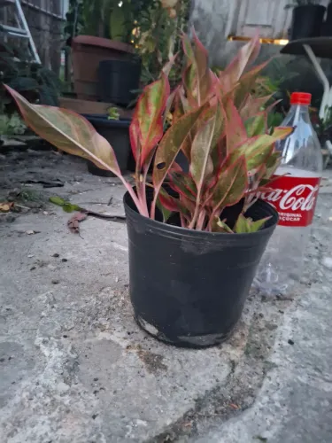 Combo 3 plantas FaçoEntrega