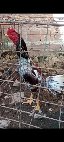 Galo