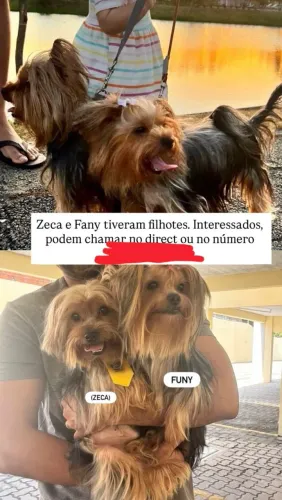 Filhotes de Yorkshire - Machinhos